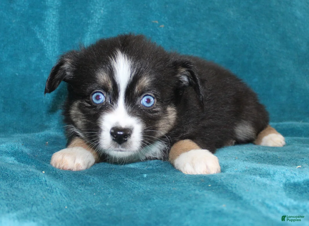 Miniature Australian Shepherd dogs for sale: Jingles  - Ad 3