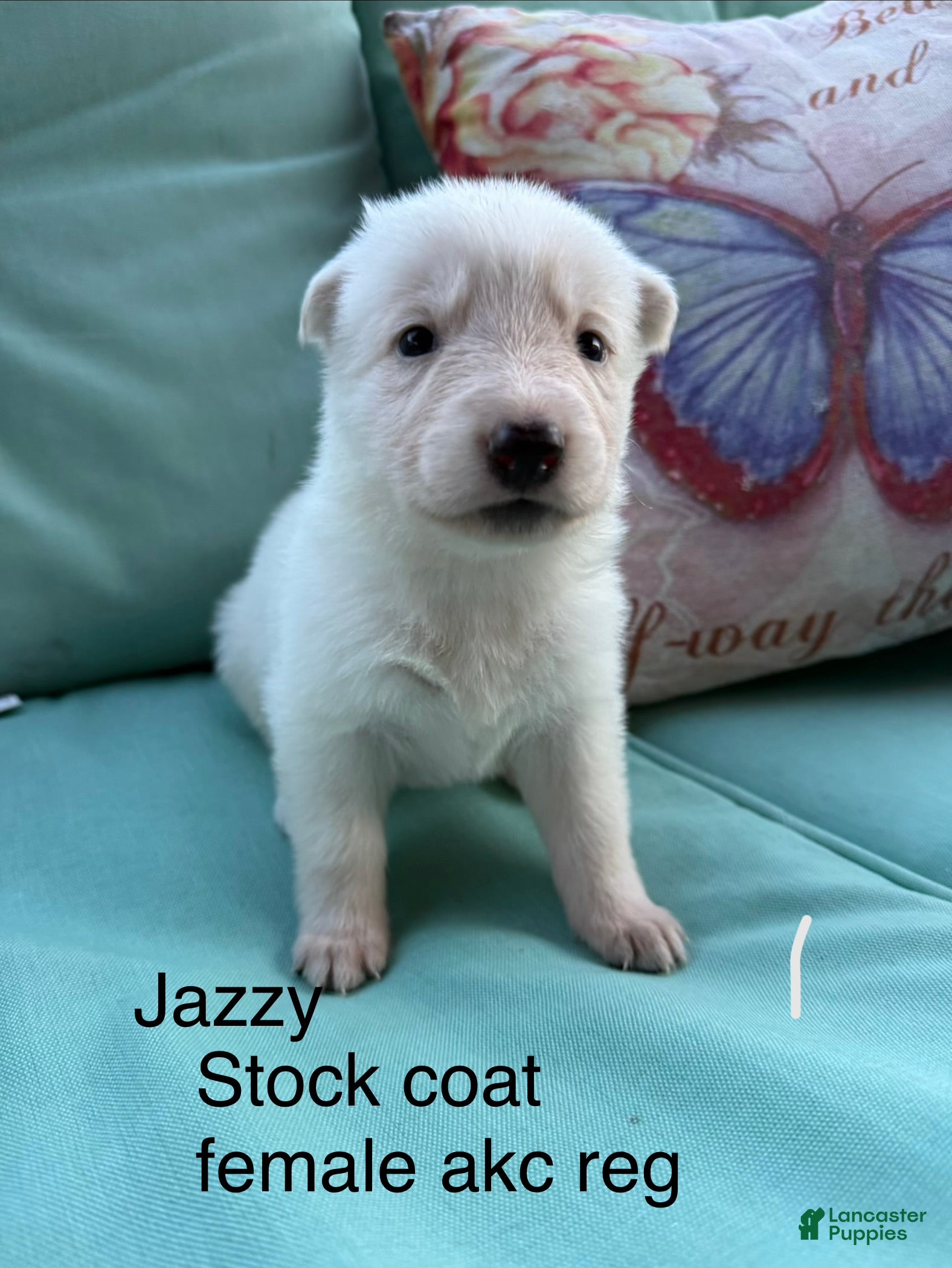 German Shepherd dogs Jazzy - Ad 2