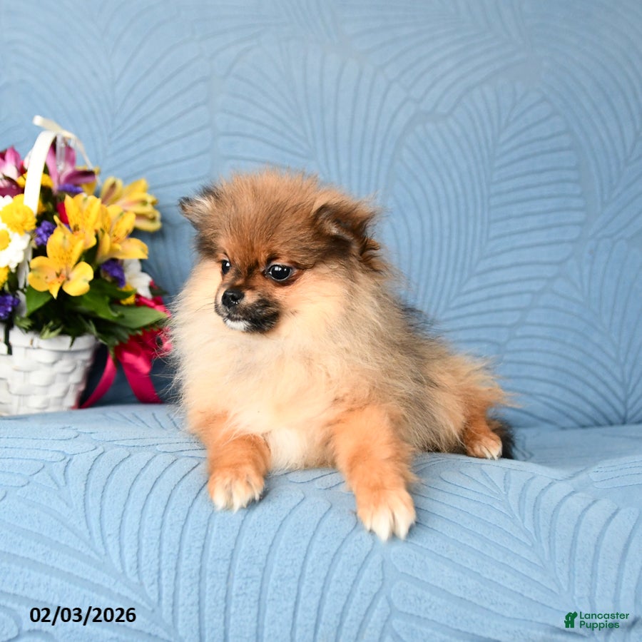 Pomeranian dogs Bandit - Ad 2