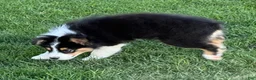 Australian Shepherd dogs for sale: Australian Shepherd Male - Ad 7