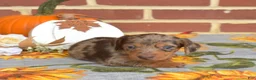 Miniature Dachshund dogs for sale: Godiva - Ad 1