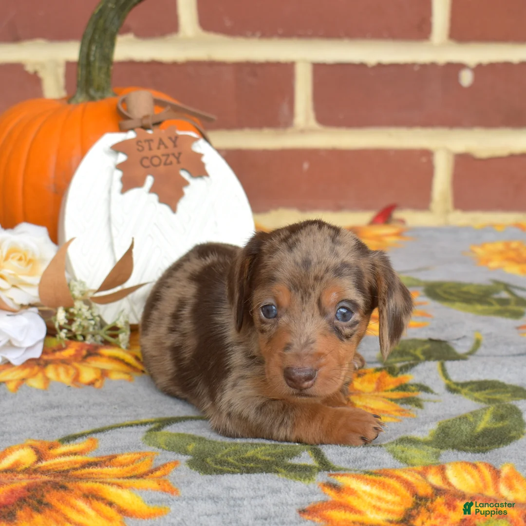 Miniature Dachshund dogs for sale: Godiva - Ad 1