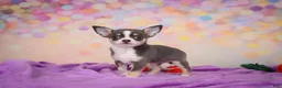 Chihuahua dogs for sale: Gina - Ad 5
