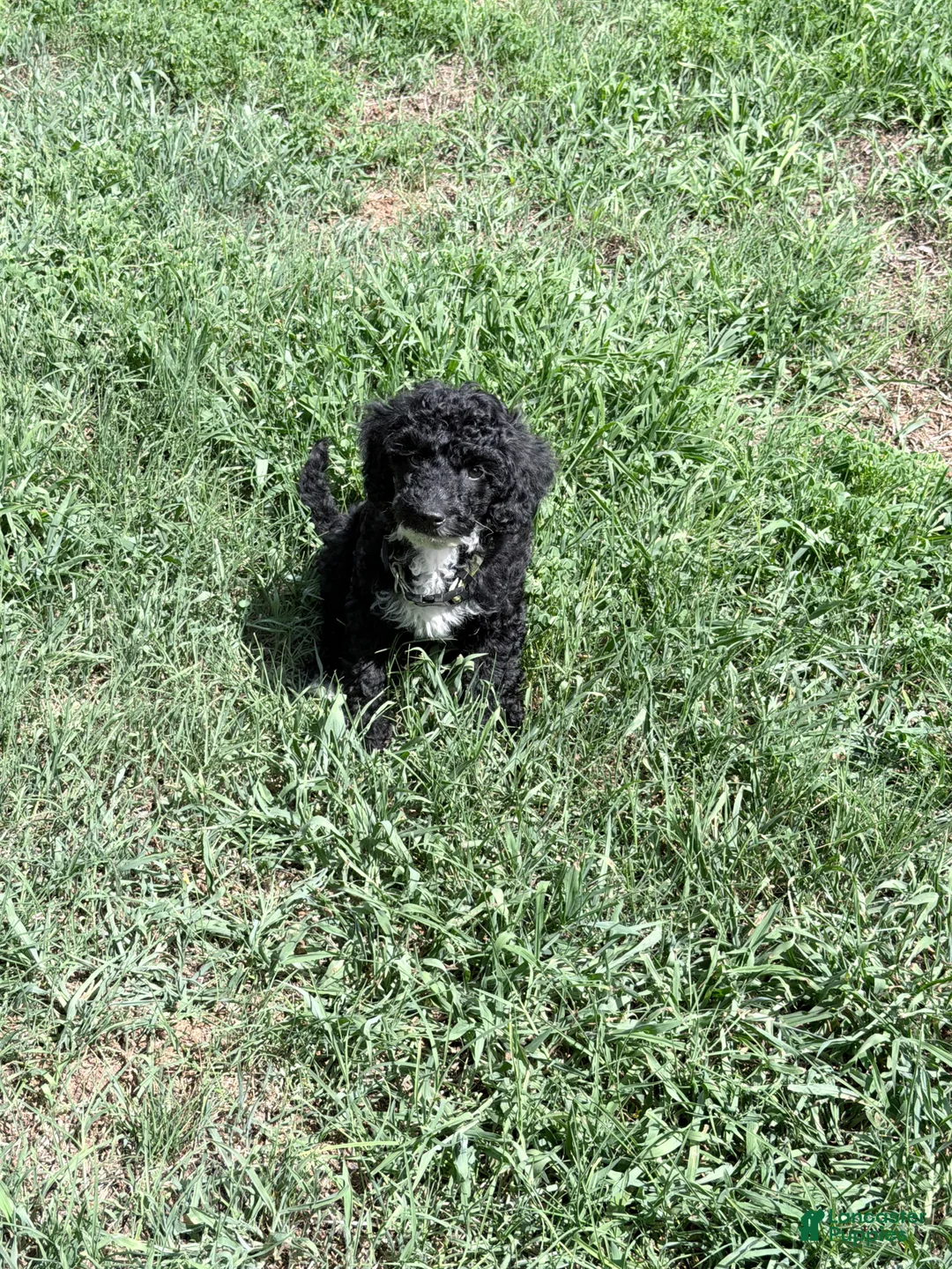 Mini Goldendoodle dogs for sale: Shadow - Ad 2