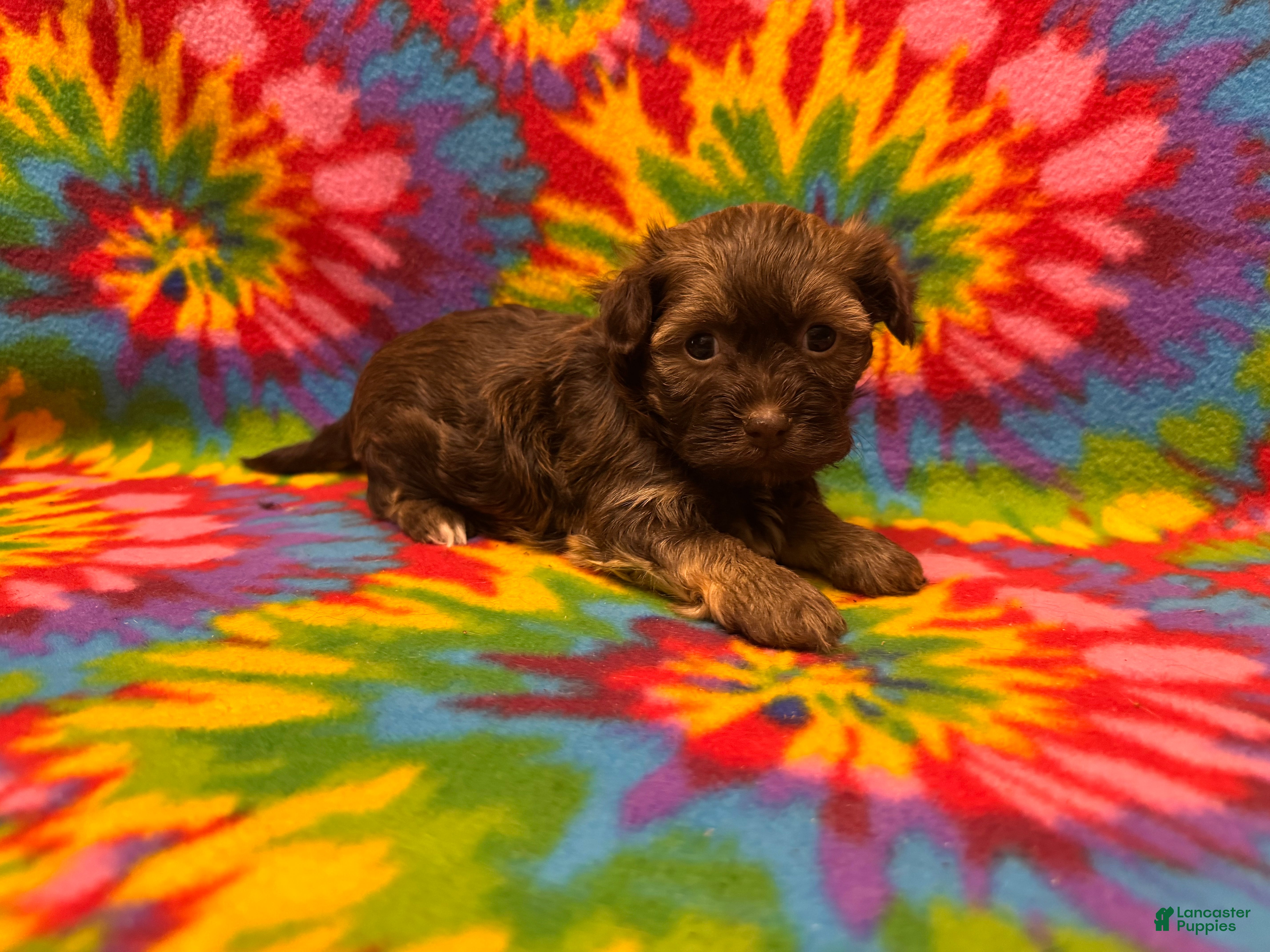 Havanese dogs Amelia - Ad 2