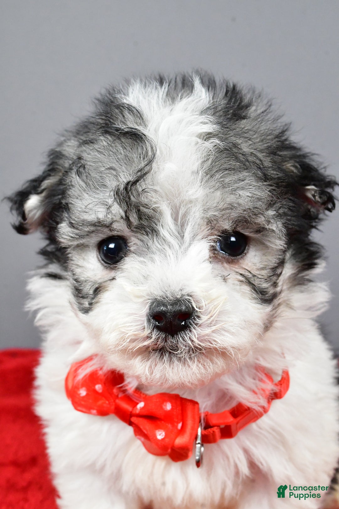 Havanese dogs for sale: Chestnut - Ad 9