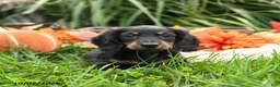 Miniature Dachshund dogs for sale: Ulysses - Ad 3