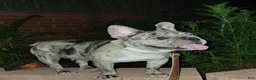 French Bulldog dogs for sale: French Bulldog Puppy 4 - Ad 3
