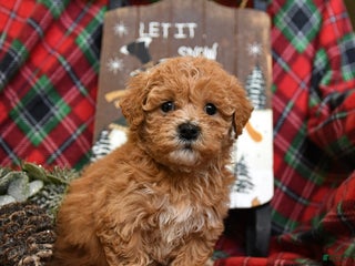 Bichpoo dogs Nugget - Ad 16