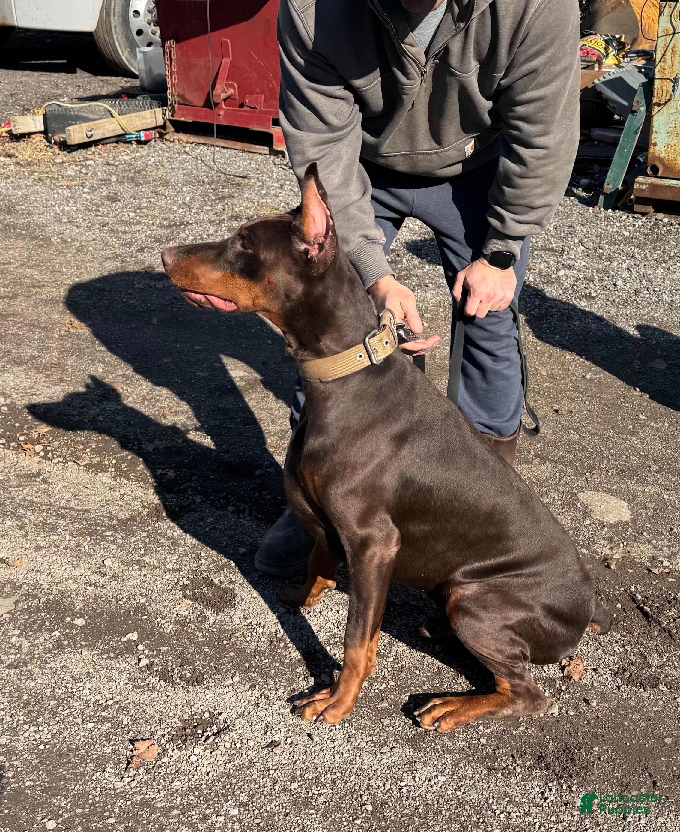 Doberman Pinscher dogs Doberman Pinscher Puppy 1 - Ad 2