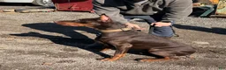 Doberman Pinscher dogs for sale: Doberman Pinscher Puppy 1 - Ad 2