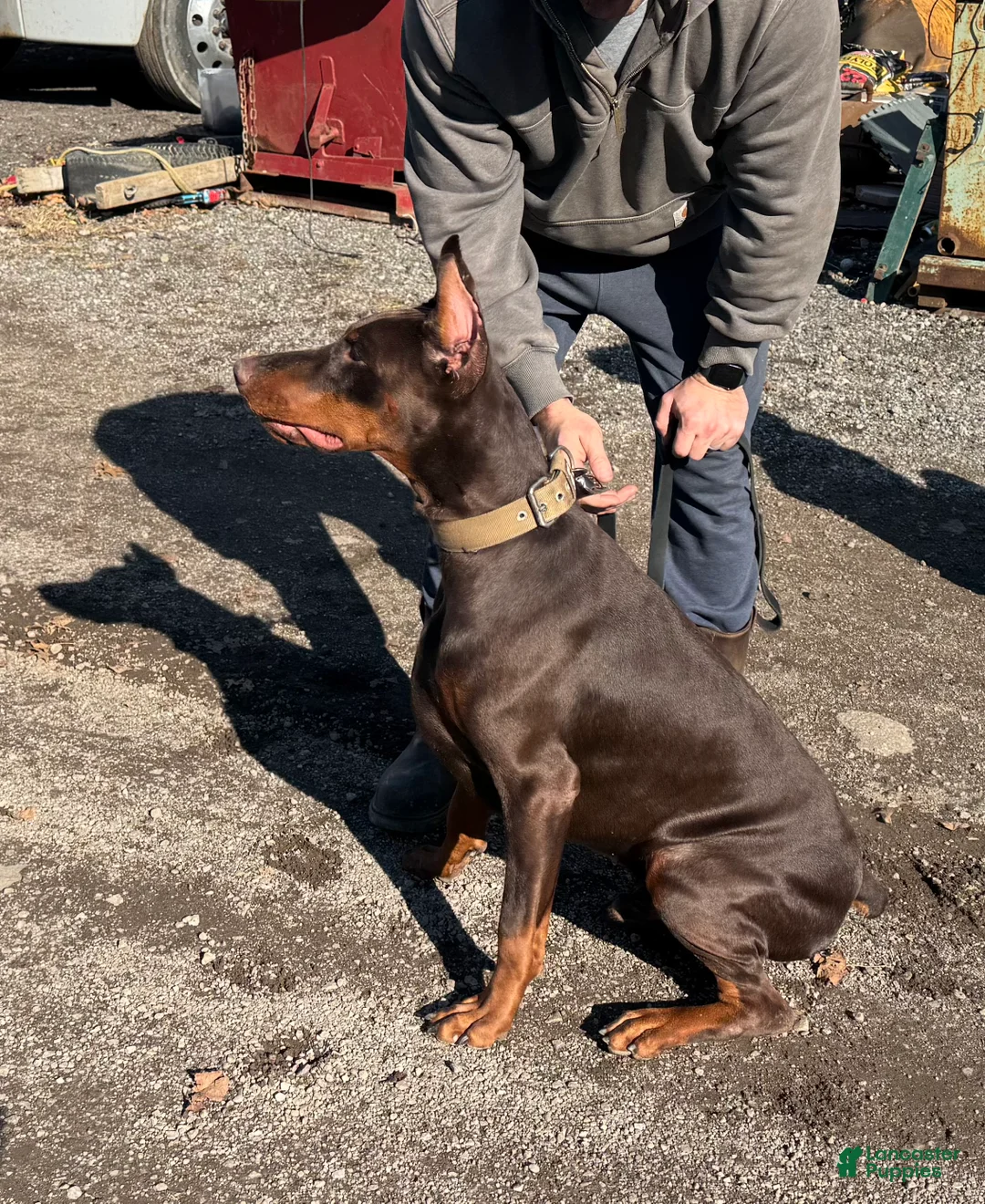 Doberman Pinscher dogs for sale: Doberman Pinscher Puppy 1 - Ad 2