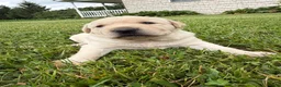 Labrador Retriever dogs for sale: Chloe - Ad 3