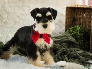 Miniature Schnauzer dogs Felix - Ad 26