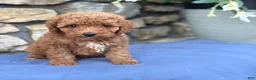 Miniature Poodle dogs for sale: Max - Ad 7