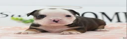 Mixed Breed dogs for sale: Queen - Ad 32