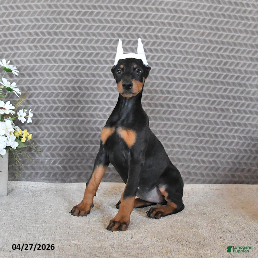 Doberman Pinscher dogs Maya  - Ad 2