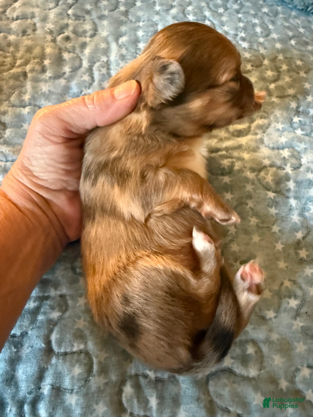 Mixed Breed dogs for sale: Chihuahua male brown Merle choin/papillon - Ad 3