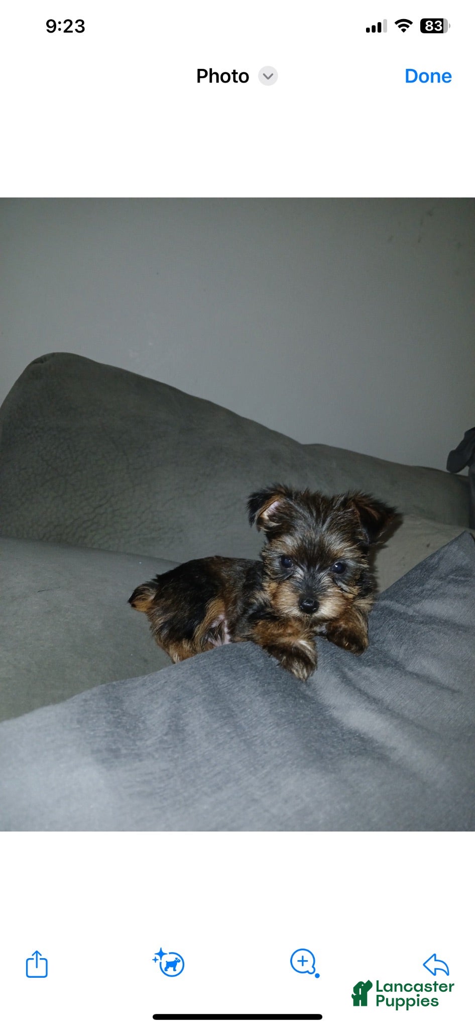 Yorkshire Terrier dogs Yorkshire Terrier 4 - Ad 1