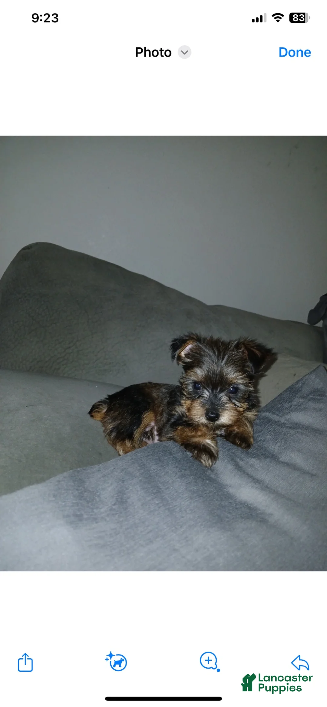 Yorkshire Terrier dogs for sale: Yorkshire Terrier 4 - Ad 1