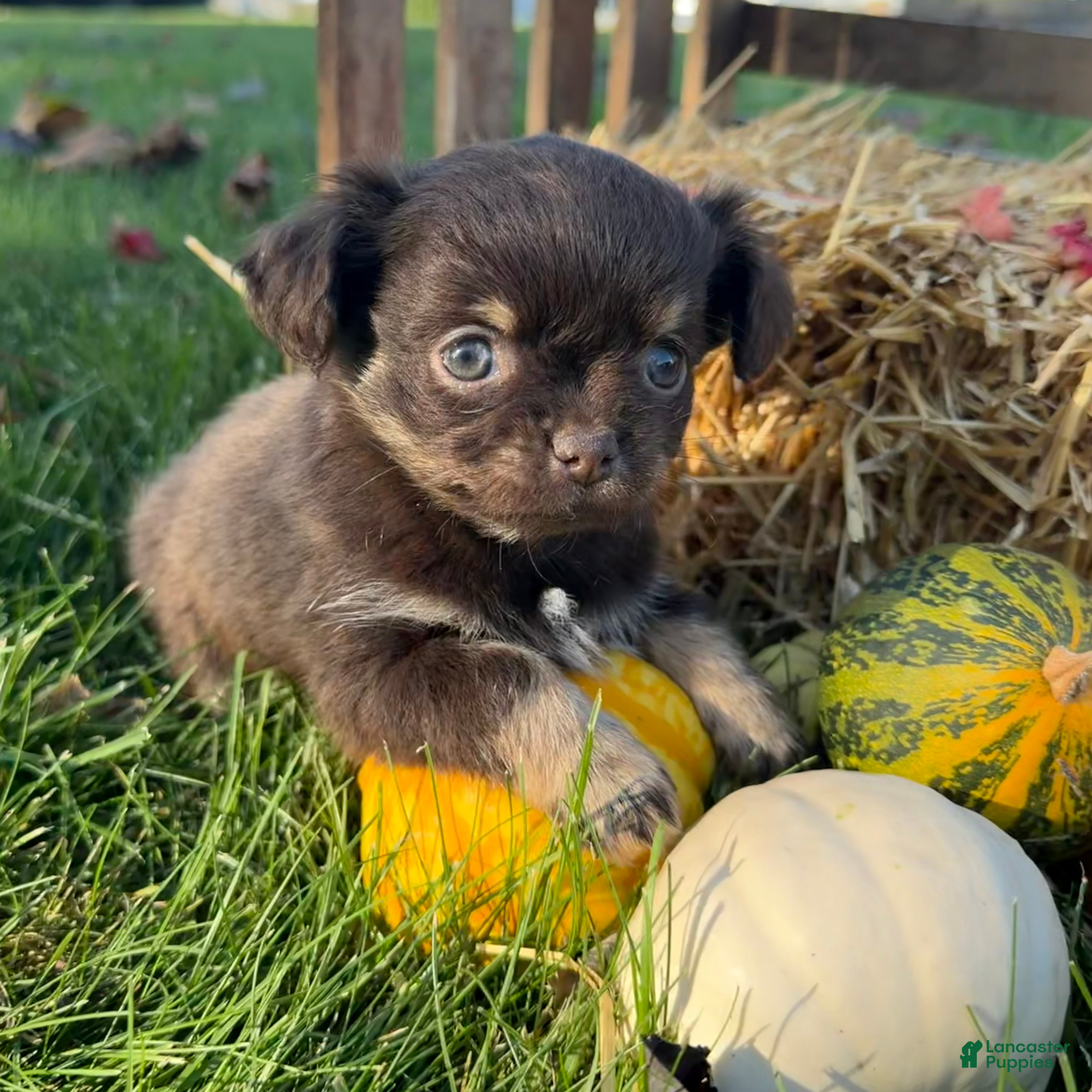 Chihuahua dogs for sale: Bingo - Ad 1