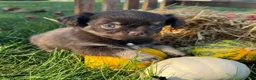Chihuahua dogs for sale: Bingo - Ad 1