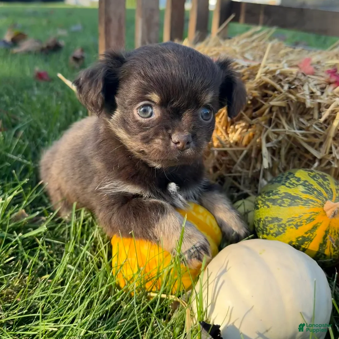 Chihuahua dogs for sale: Bingo - Ad 1