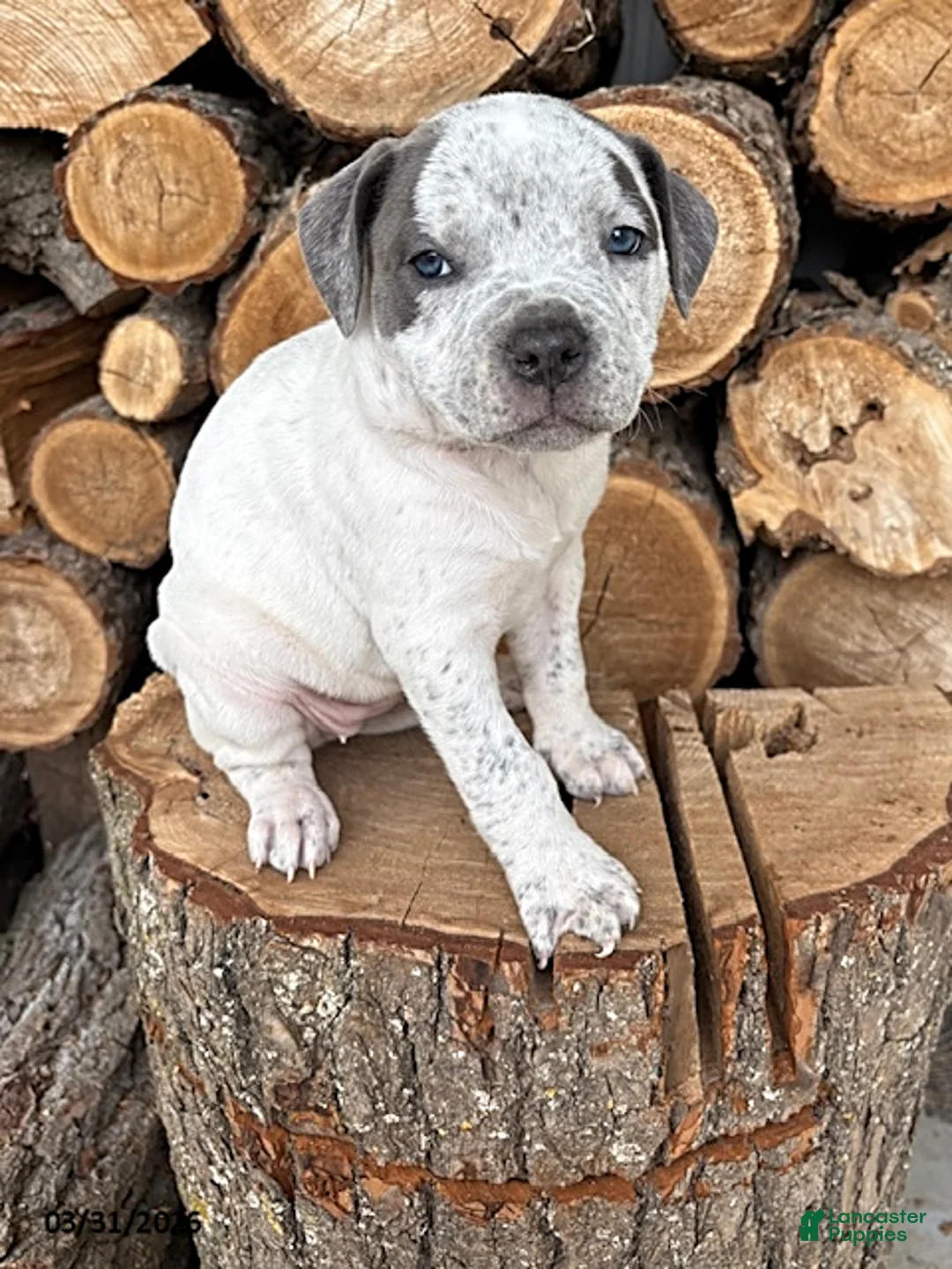 Mixed Breed dogs for sale: Stella - Ad 3