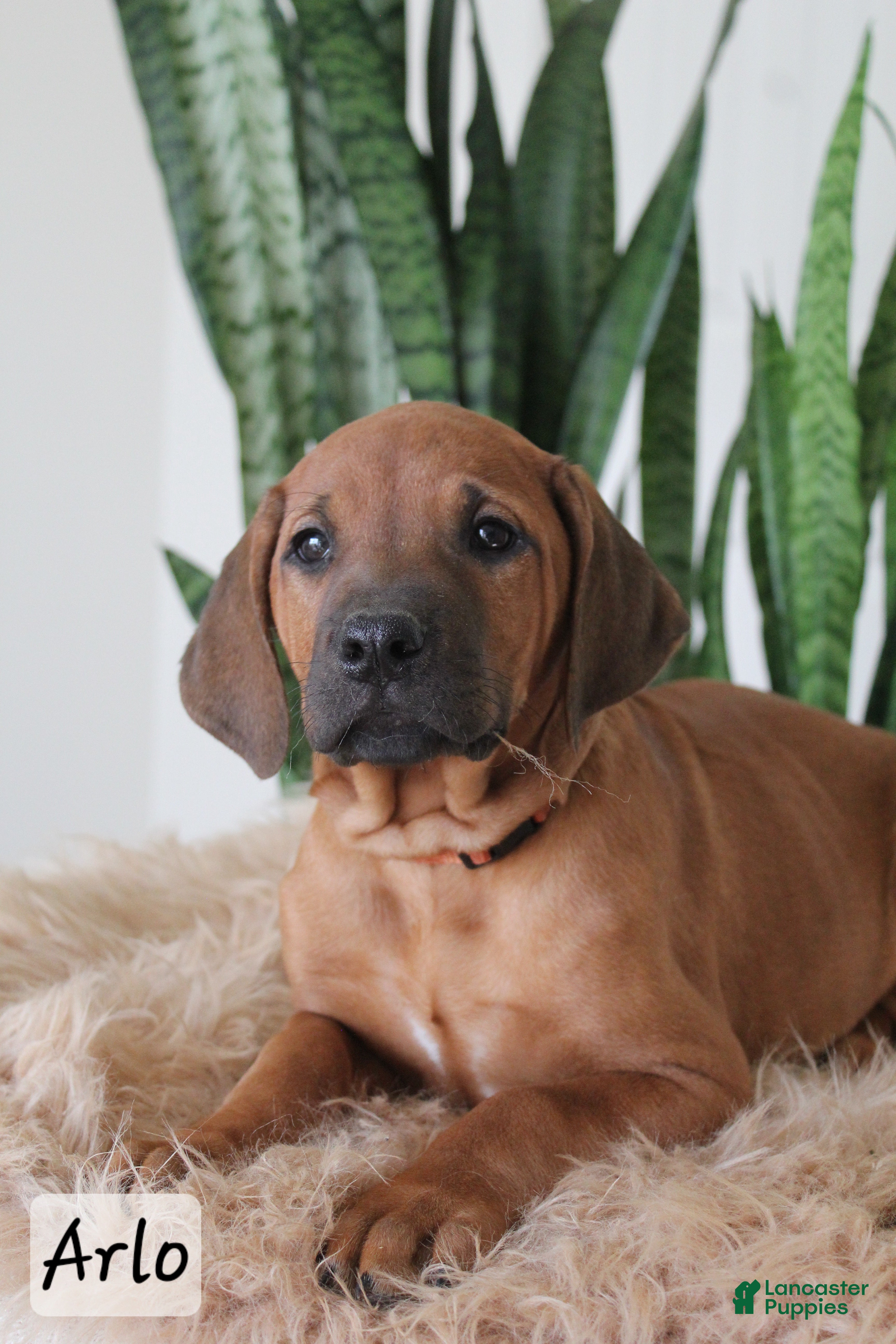 Rhodesian Ridgeback dogs Rhodesian Ridgeback Puppy 4 - Ad 2