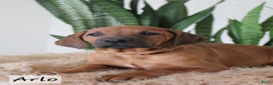 Rhodesian Ridgeback Puppy 4