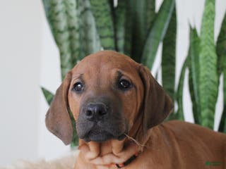 Rhodesian Ridgeback dogs Rhodesian Ridgeback Puppy 4 - Ad 10