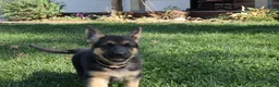 German Shepherd dogs for sale: Belle - Ad 5