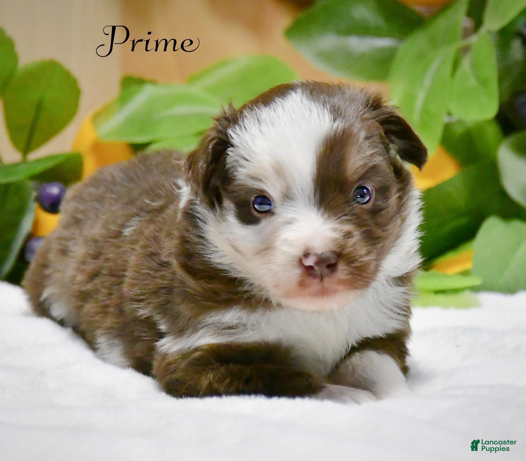 Miniature Australian Shepherd dogs Miniature Australian Shepherd 1 - Ad 31