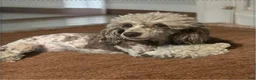 Miniature Poodle dogs for sale: Miniature Poodle 5 - Ad 2