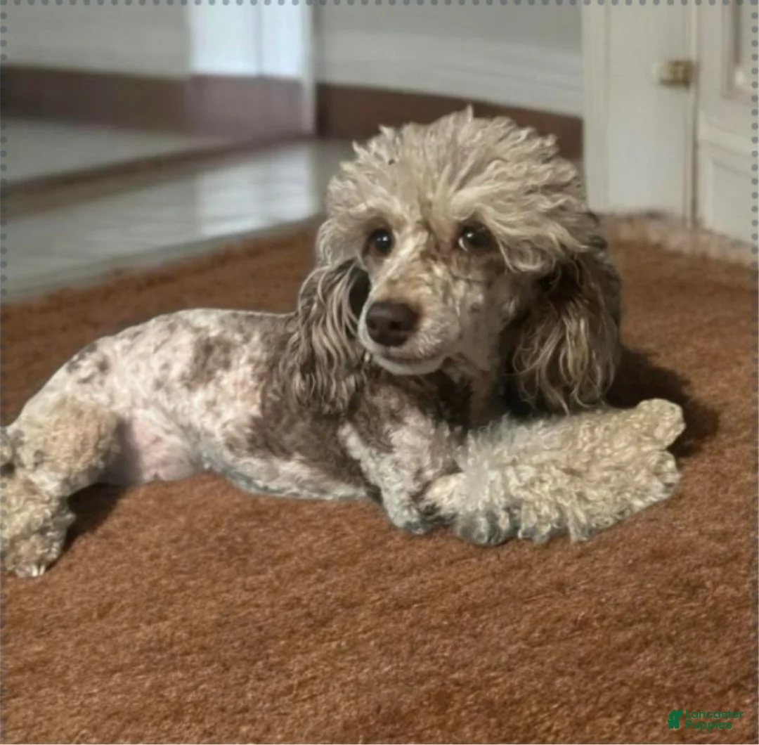 Miniature Poodle dogs for sale: Miniature Poodle 5 - Ad 2