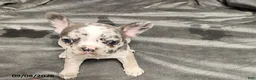 French Bulldog dogs for sale: Ashley - Ad 6