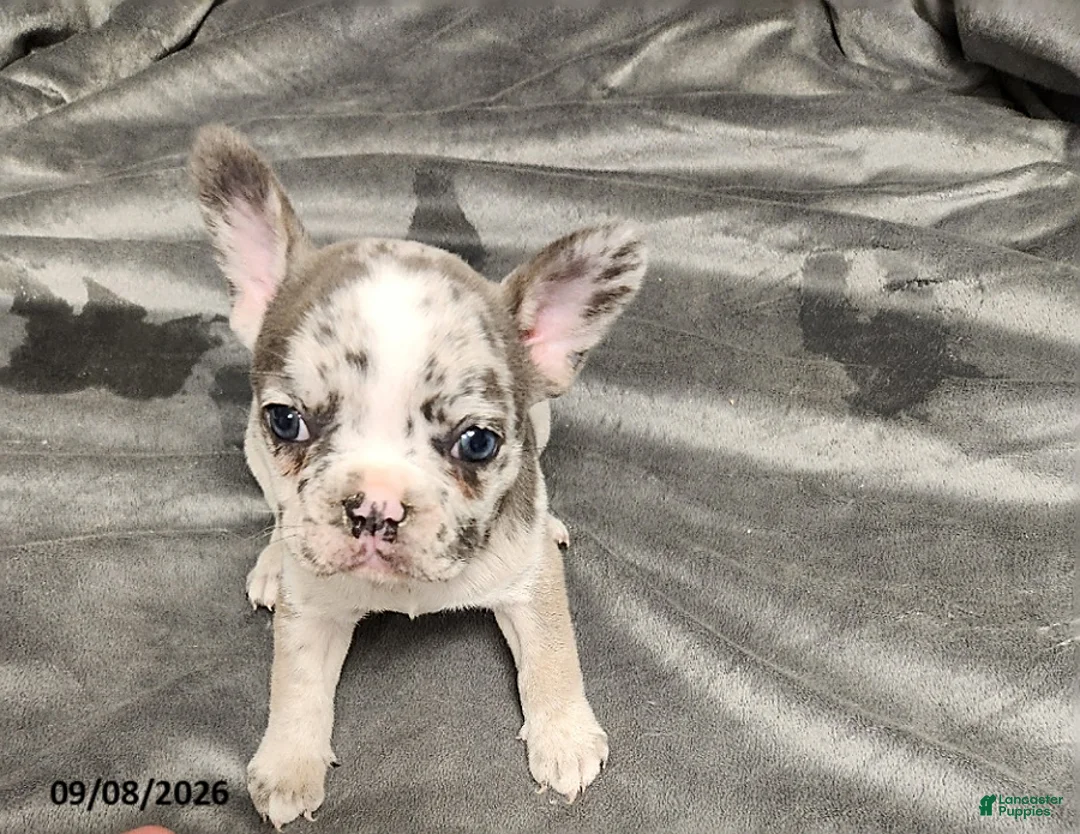 French Bulldog dogs for sale: Ashley - Ad 6
