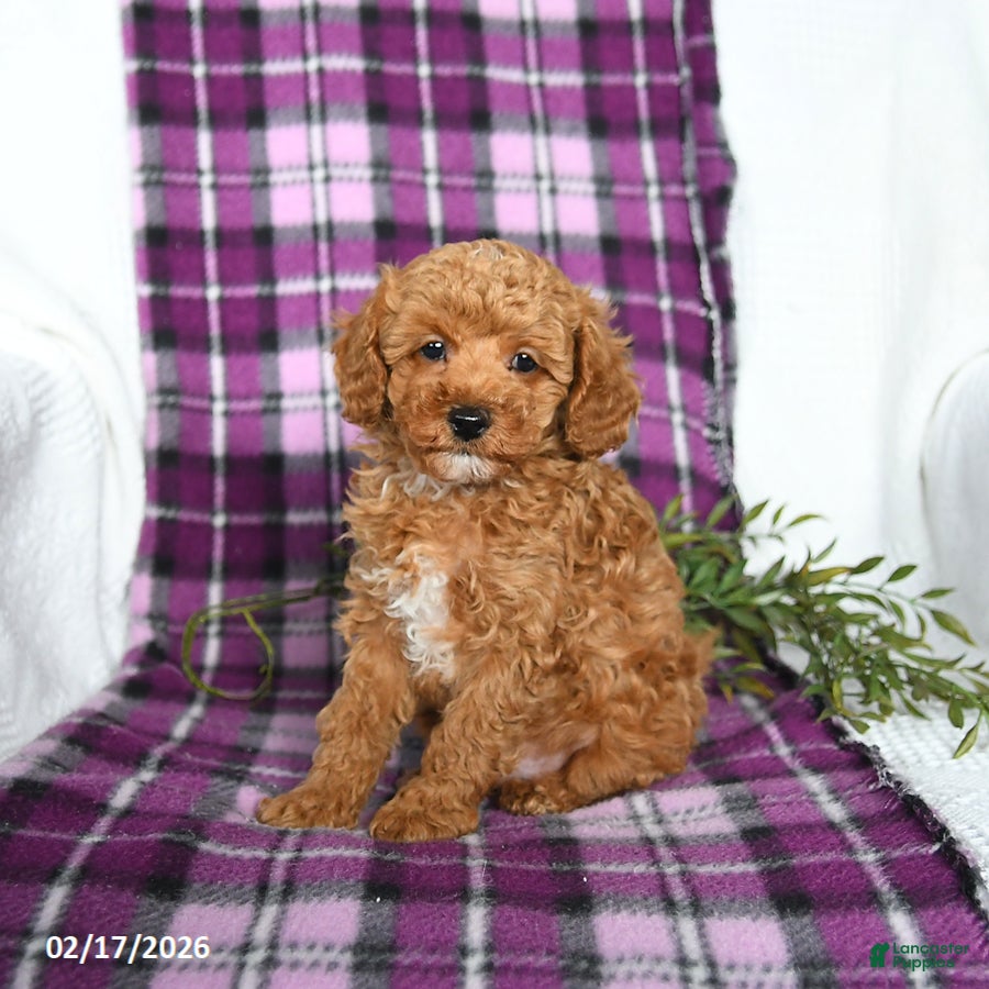 Miniature Poodle dogs Boots - Ad 1