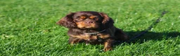 Cavalier King Charles Spaniel dogs for sale: Chloe - Ad 10