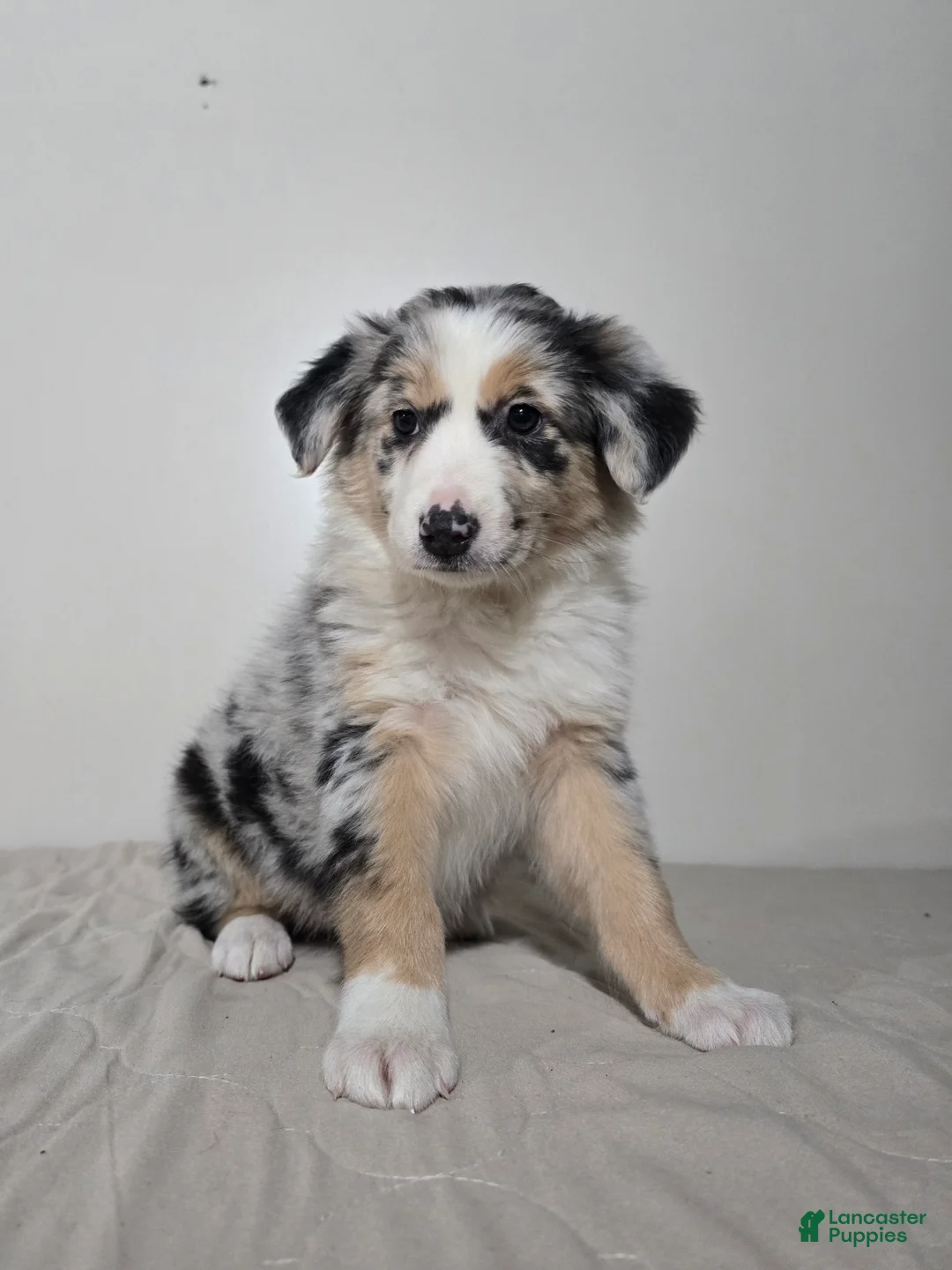 Australian Shepherd dogs for sale: Candi - Ad 5