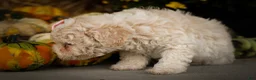 Miniature Poodle dogs for sale: Jett 🐾  - Ad 8