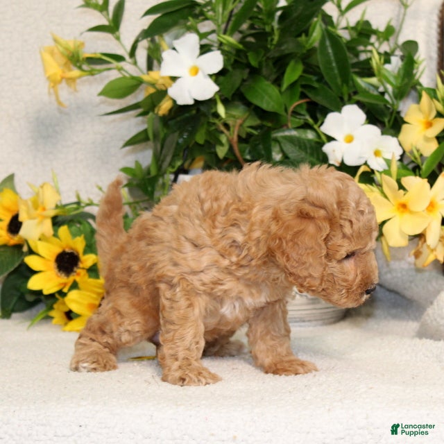 Mini Goldendoodle dogs for sale: Vanessa - Ad 5