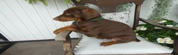Doberman Pinscher dogs for sale: Doberman Pinscher 2 Duke - Ad 2