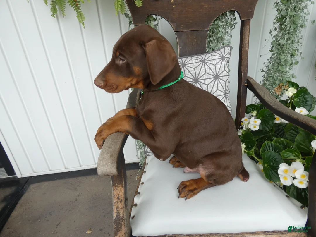 Doberman Pinscher dogs for sale: Doberman Pinscher 2 Duke - Ad 2