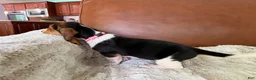 Basset Hound dogs for sale: Dorothy - Ad 3