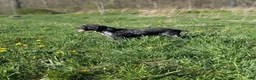 Cocker Spaniel dogs for sale: Cooper - Ad 8