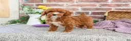 Miniature Poodle dogs for sale: Rebekka  - Ad 4