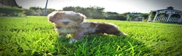 Havapoo dogs for sale: Elektra - Ad 8