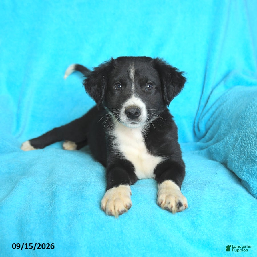 Mixed Breed dogs Slade - Ad 2