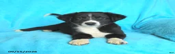 Mixed Breed dogs for sale: Slade - Ad 2